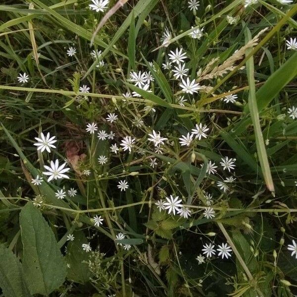 Stellaria graminea Flors