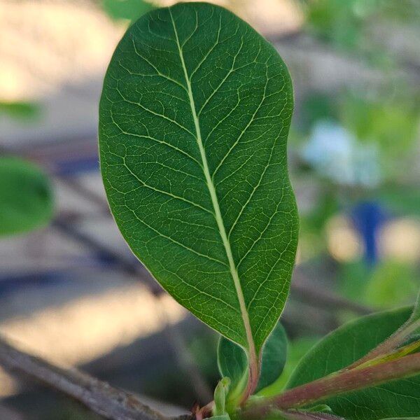 Exochorda racemosa 叶