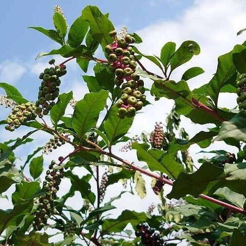 Phytolacca americana Other