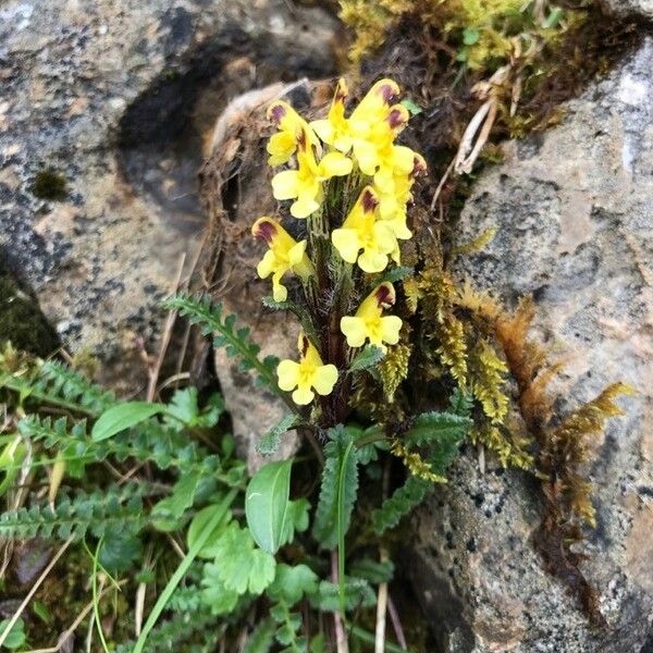 Pedicularis oederi Flower