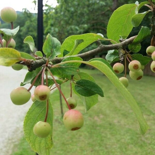 Malus halliana Plod