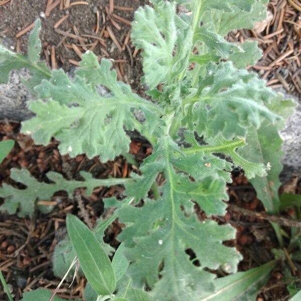 Senecio viscosus Lehti