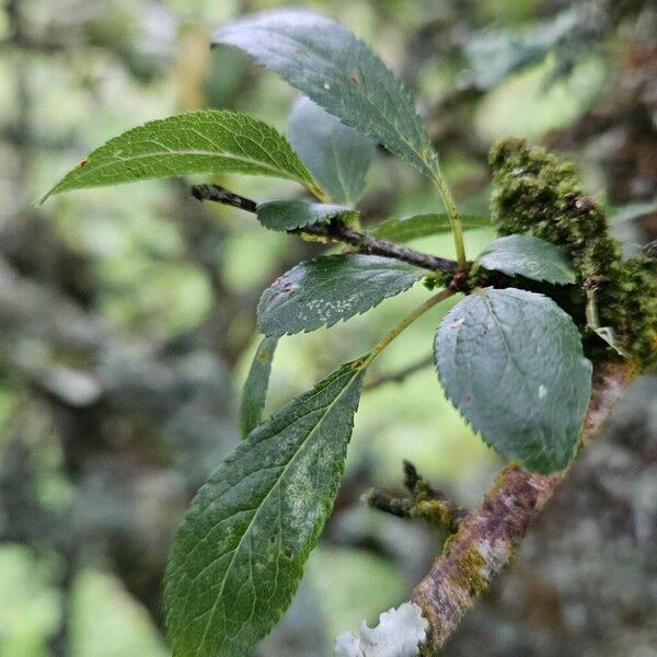 Prunus × fruticans Blatt