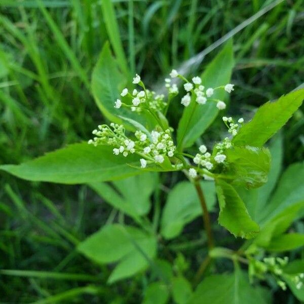 Cryptotaenia canadensis Flower