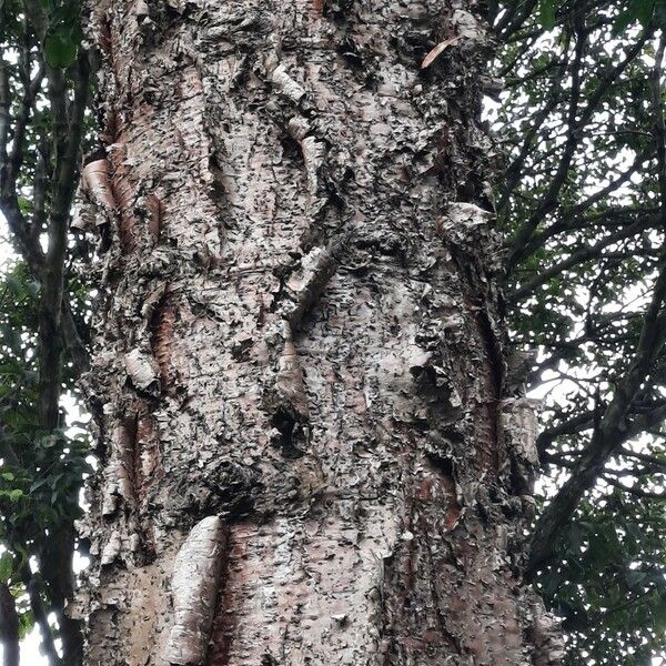 Araucaria hunsteinii Casca