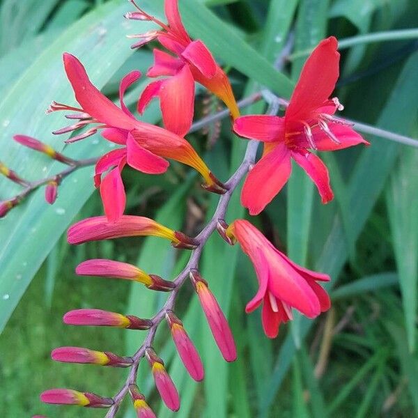 Crocosmia aurea 花