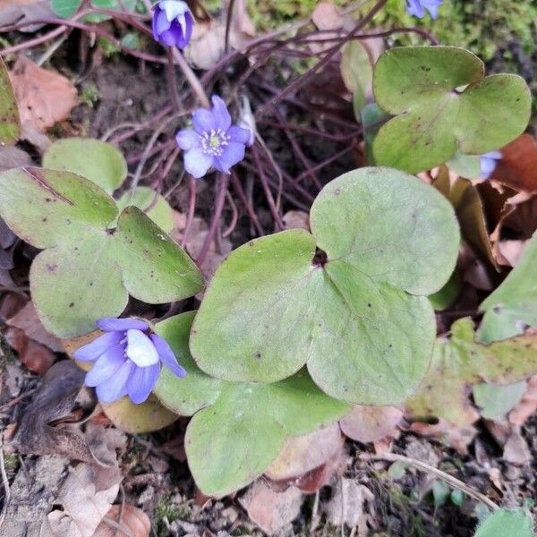 Hepatica nobilis Leaf