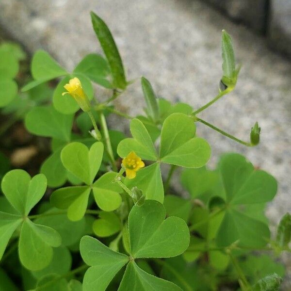 Oxalis dillenii Õis