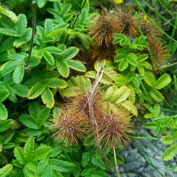 Acaena ovalifolia Φρούτο