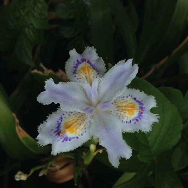 Iris japonica Kukka