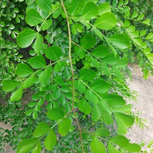 Haematoxylum campechianum Φύλλο