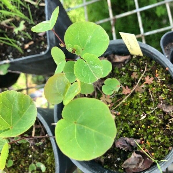 Cercis griffithii 葉