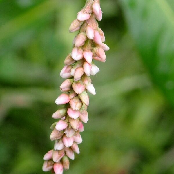 Persicaria maculosa Flower