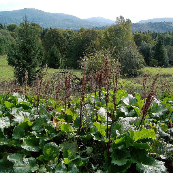 Rumex alpinus Habit