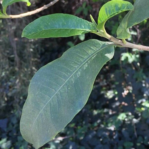 Calodendrum capense Blad