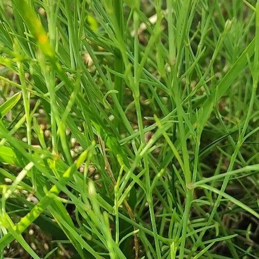 Gypsophila muralis Lehti