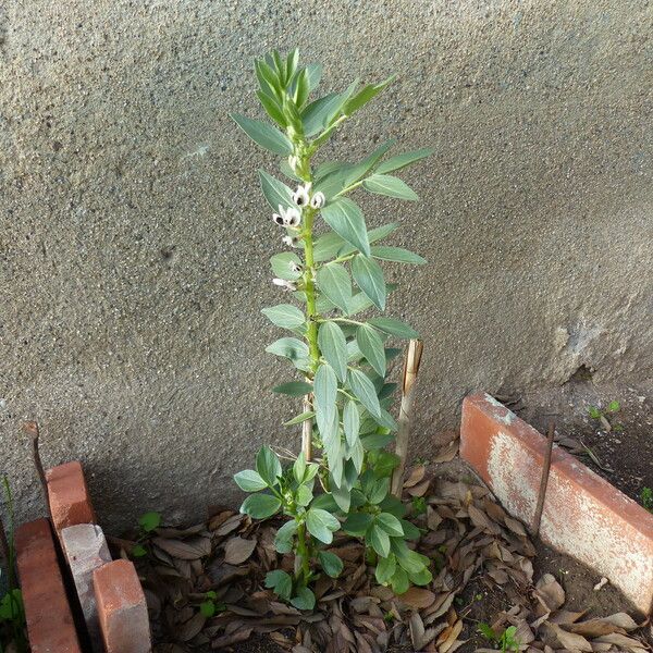 Vicia faba Habitatea