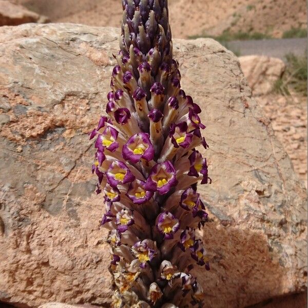 Cistanche violacea Flower