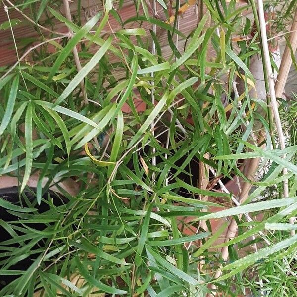 Asparagus falcatus 整株植物