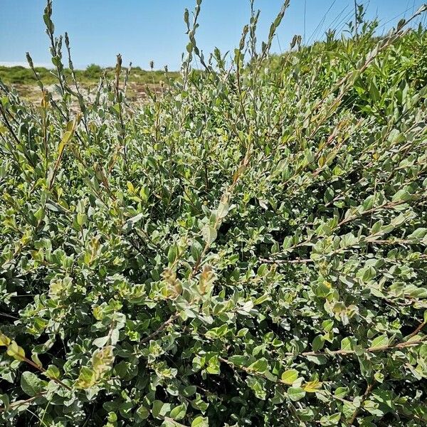 Salix repens Costuma