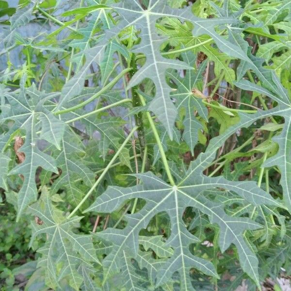 Cnidoscolus aconitifolius Leaf