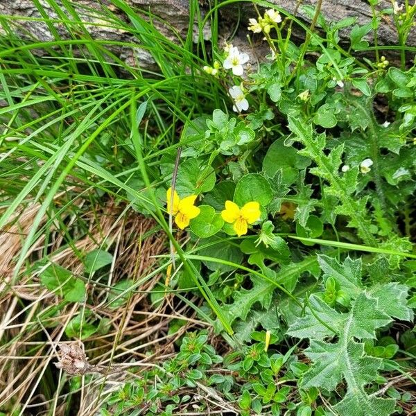 Viola biflora Habitatea