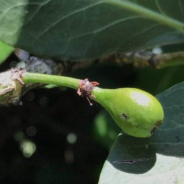 Garcinia livingstonei Vili