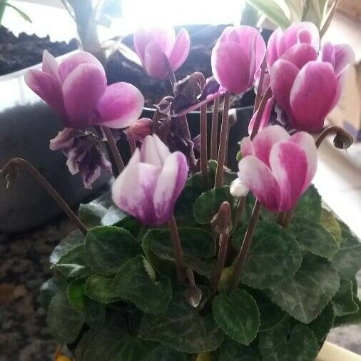 Cyclamen persicum പുഷ്പം