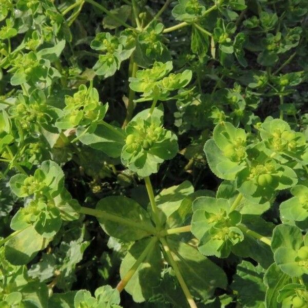 Euphorbia helioscopia Blad