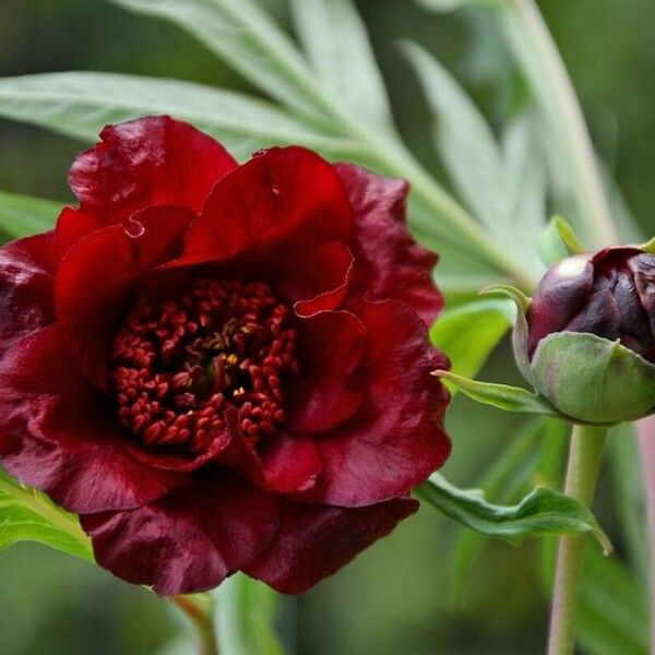 Paeonia delavayi Flors