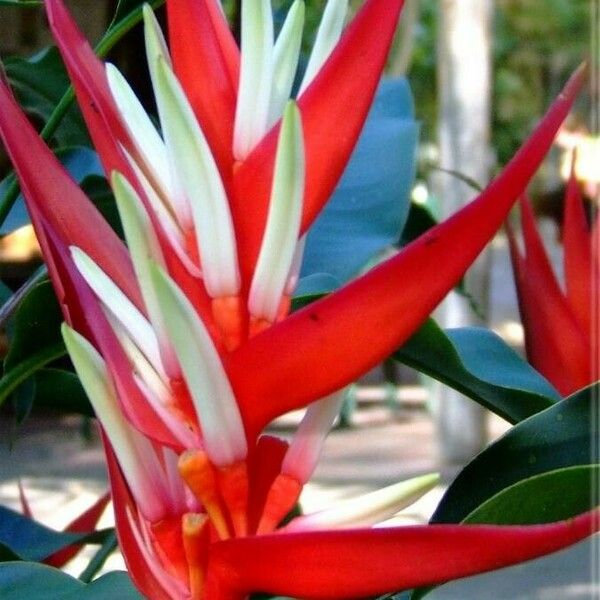 Heliconia angusta Flor