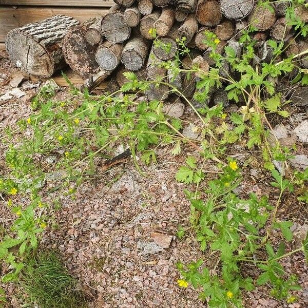 Potentilla norvegica Habit