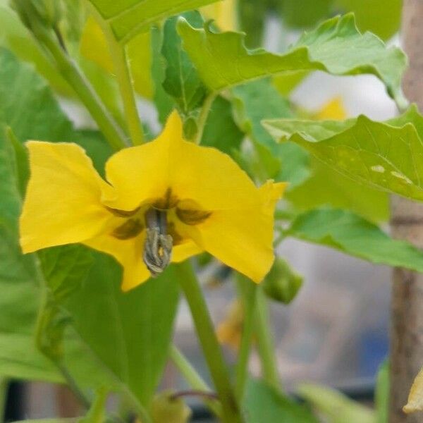 Physalis philadelphica Fiore