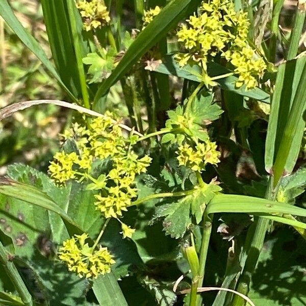 Alchemilla monticola Flower