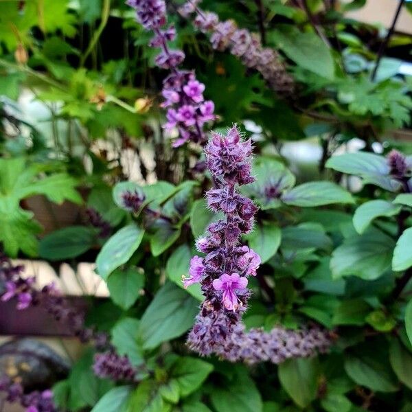 Ocimum kilimandscharicum Flor