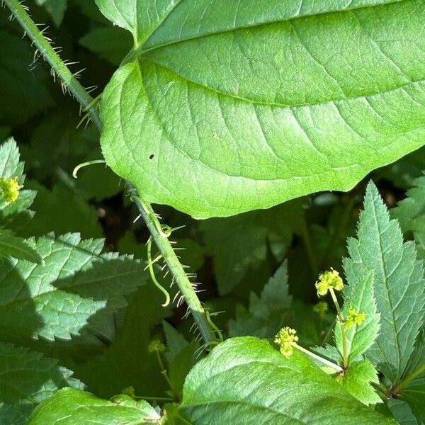 Smilax tamnoides ᱥᱟᱠᱟᱢ