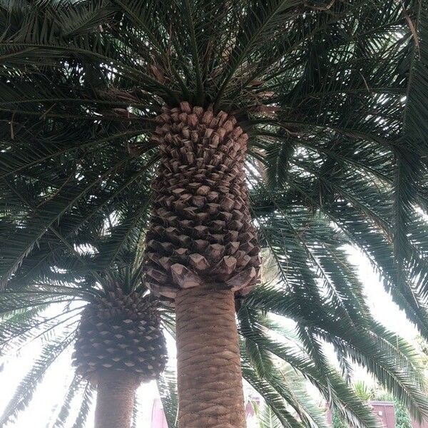 Phoenix canariensis Характер