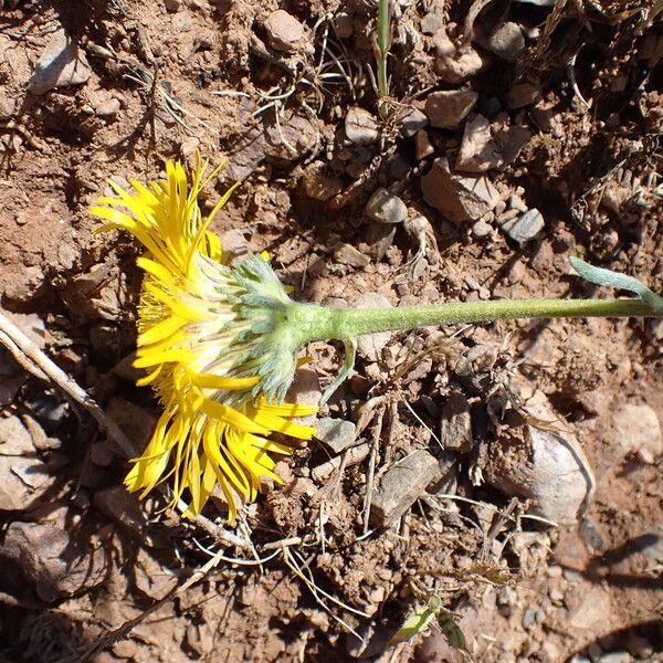 Pentanema montanum Flower