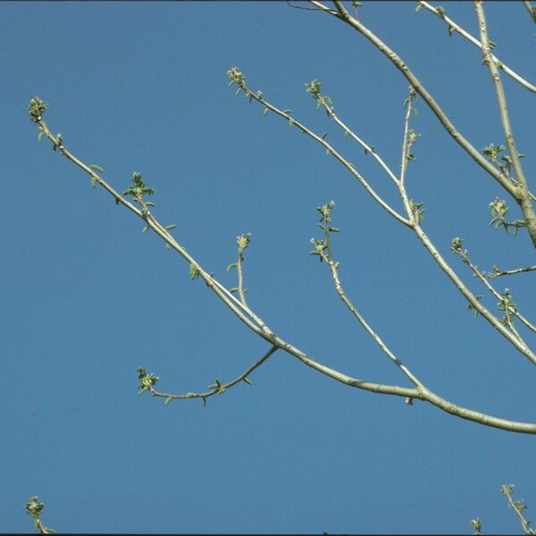 Juglans mandshurica Buveinė