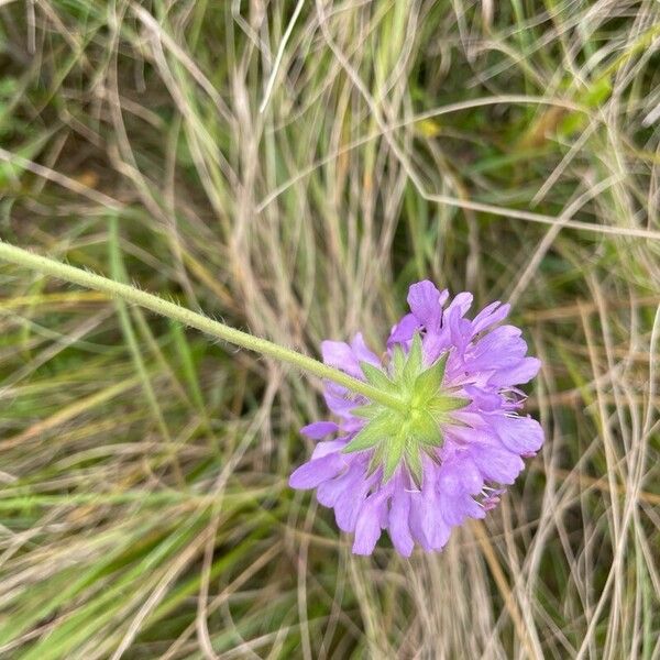 Knautia arvensis Flower