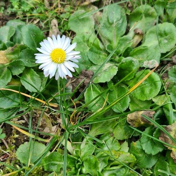 Bellis annua Λουλούδι