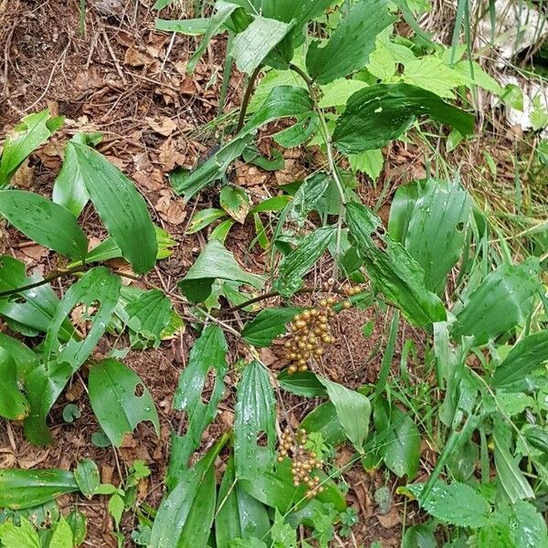 Maianthemum racemosum Vivejo