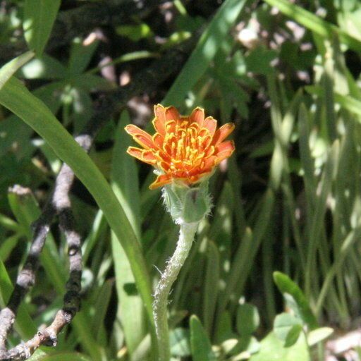 Agoseris aurantiaca Flower