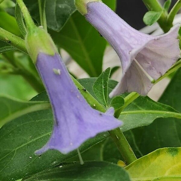 Eriolarynx australis Blüte