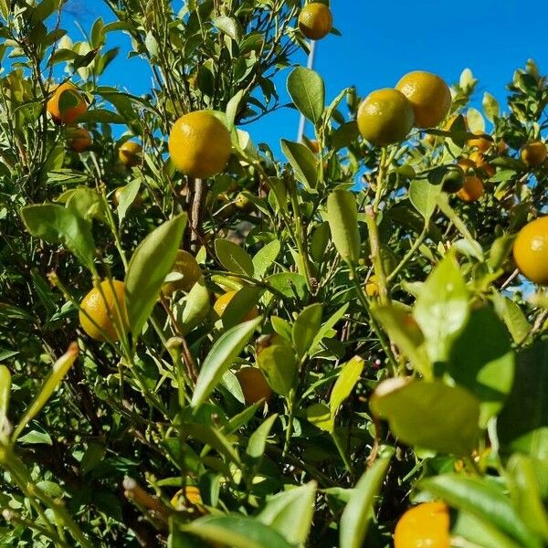 Citrus reticulata Leaf