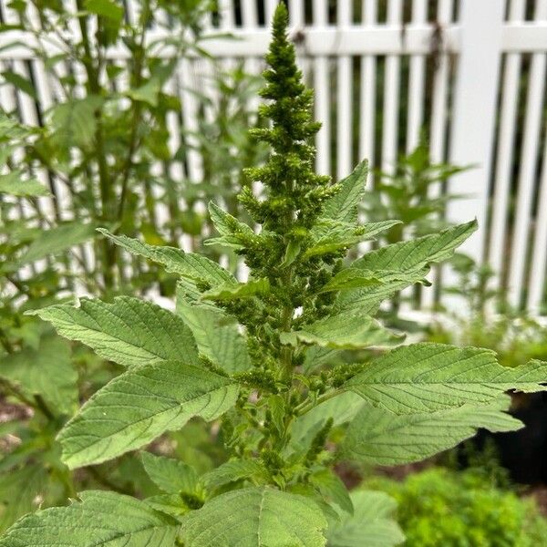 Amaranthus retroflexus Flower