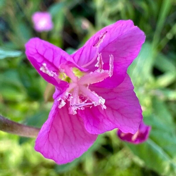 Oenothera rosea Flower