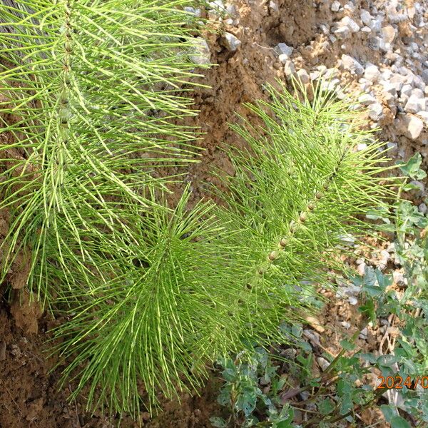 Equisetum telmateia Hoja