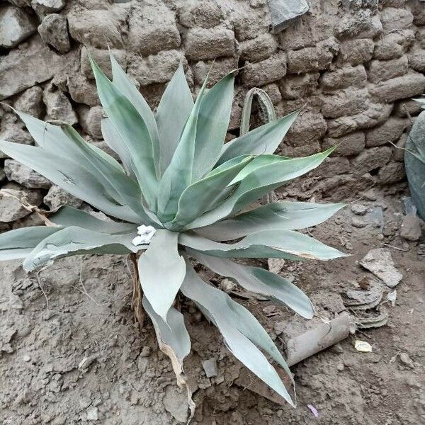 Agave havardiana 叶