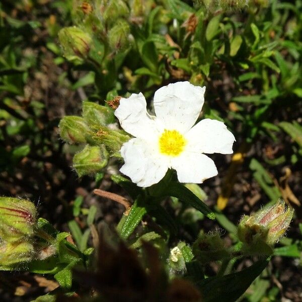 Cistus monspeliensis Flower